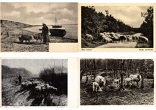SHEEPS SHEEP SHEEP 334 Vintage Postcards Pre- 1940 (L6112)