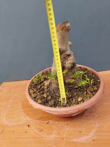 Bonsaï olivier 25x15 pot - 25x15, en