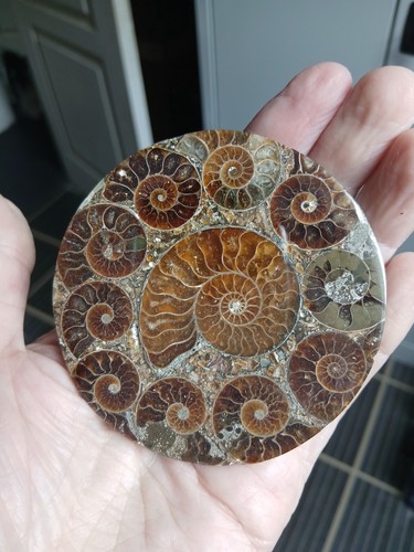 Plateau ammonites de - plateau,