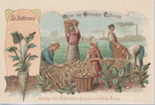Chromo in large cultures - silage of beets, Northern France