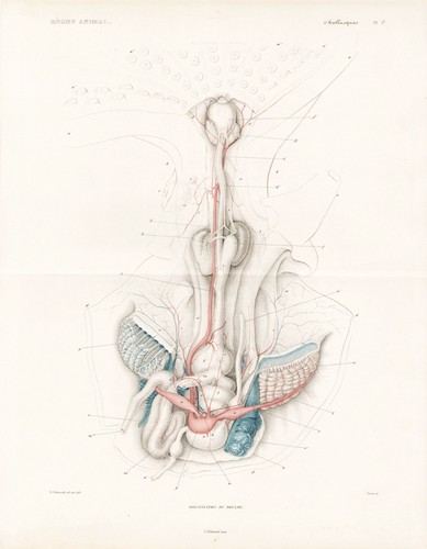 Anatomie kraken octopus - anatomie,
