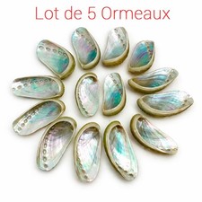 Ormeau nacré -  (Lot de 5) -