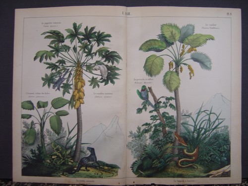 Image lithographie fasoli - image,