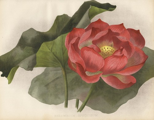 Nelumbium speciosum lotus - speciosum,