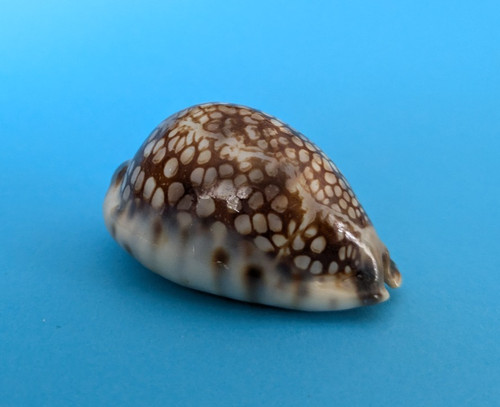 Cypraea histrio mm gem - cypraea, 57,8