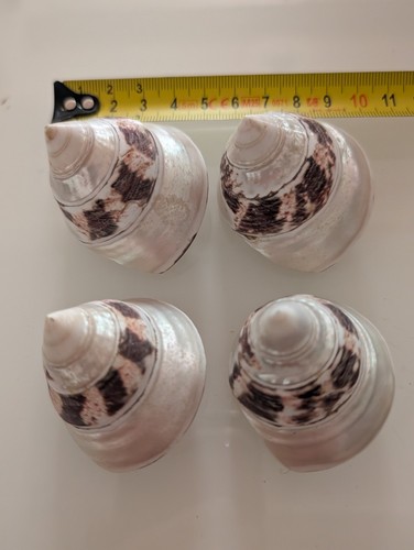 Lot coquillages - de, 4