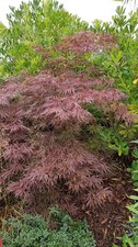 Acer palmatum 'Crimson Queen'