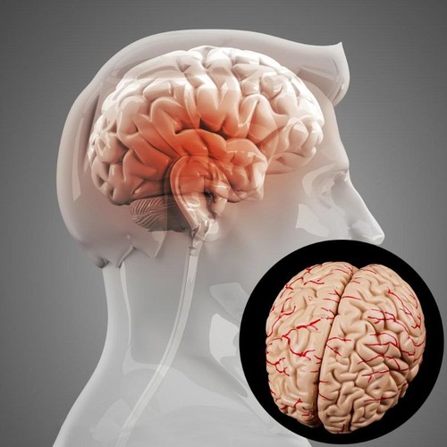 Modèle anatomique cerveau - anatomique,