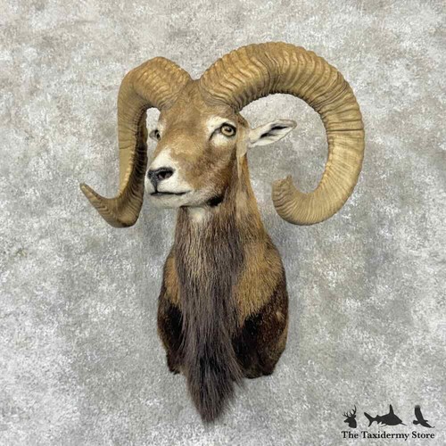 32353 mouflon ram - el, |