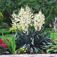 Yucca rustique Plante vivace