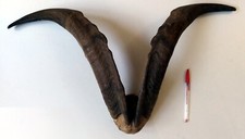 Trophée type "massacre"