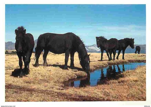 Carte postale animaux - postale,