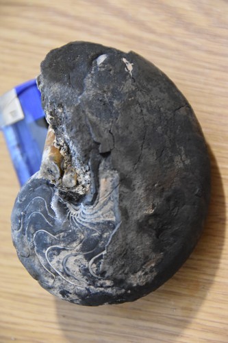 Grand nautiloides gryphoceras - grand,