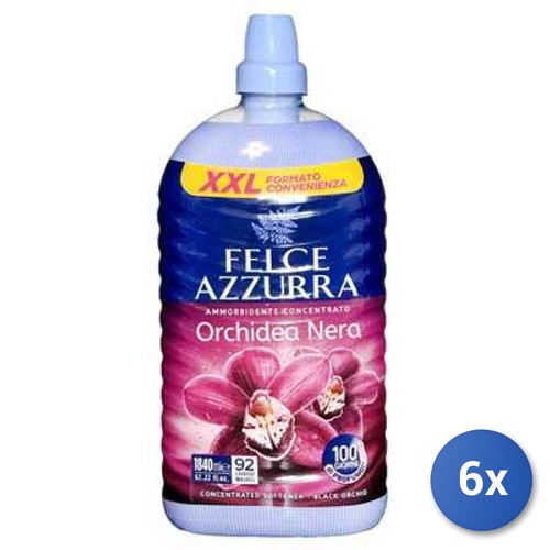 Lot felce azzurra - 6x,