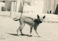 Large Silver Chien Dog Puppy Shepherd Type In The Houseyard 