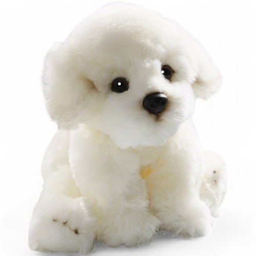 Carl dick bichon - bichon, chien