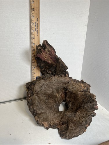 Driftwood terrarium beach - terrarium,