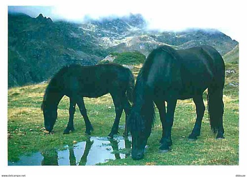Carte postale animaux - postale,