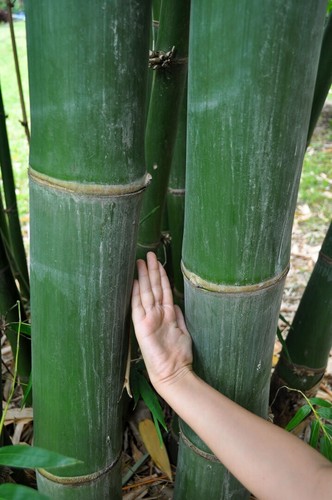 Graines dendrocalamus - 3,
