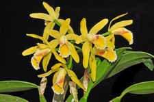 Cattleya luteola. Jeune plante