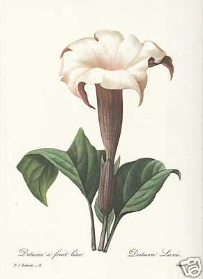 Datura laevis - laevis,