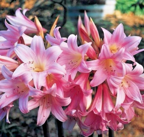 Xlarge amaryllis belladonna - xlarge,