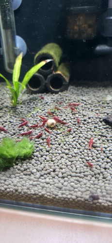 Lot crevettes red cherry - lot, de