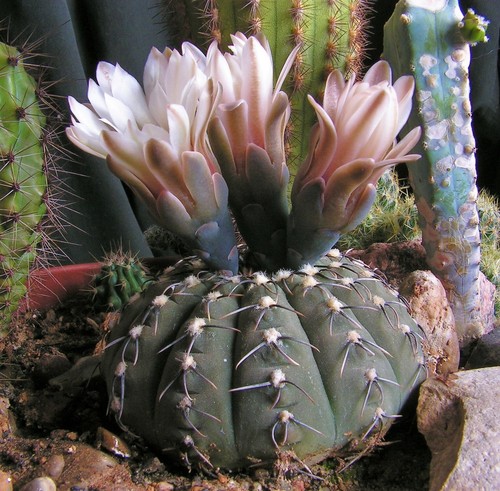 Graines gymnocalycium - graines,