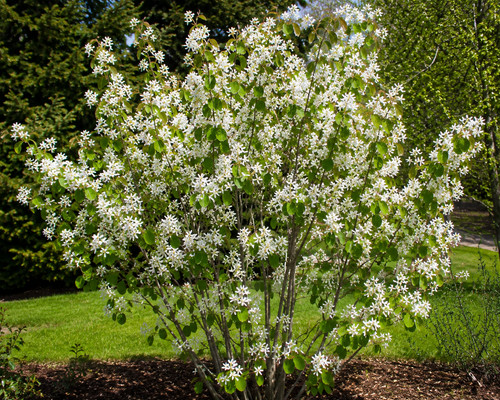 Amelanchier ovalis 50 - amelanchier, ovalis,