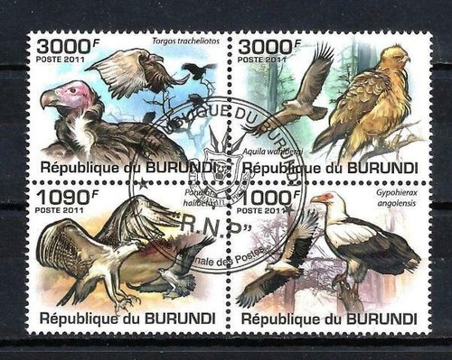Animaux oiseaux rapaces - animaux,