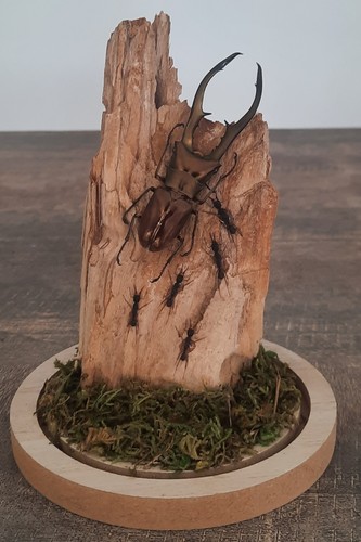 Curiosité taxidermie - curiosité, ,