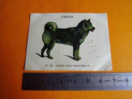 Chromo 1939 casino les - casino, chiens