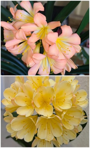 Two clivia seedlings - two,