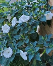 140÷150 Seeds.  Datura Stramonium, Jimson Weed, Thorn Apple,Devil's Trumpet 2024