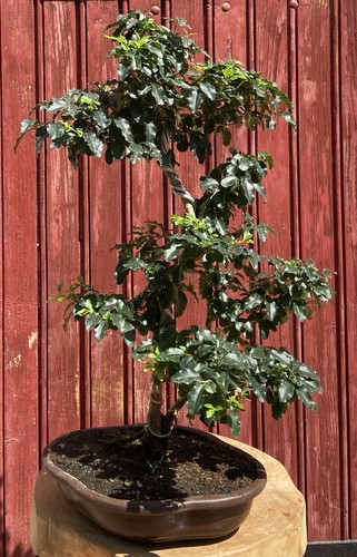 Bonsaï ligustrum ovalifolium - bonsaÏ,