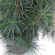 Sciadopitys verticillata - Pin