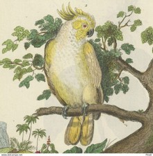 Cabassou Tatou Giant Cockatoo with Yellow Hoop - Original Watercolor Engraving 19th Century