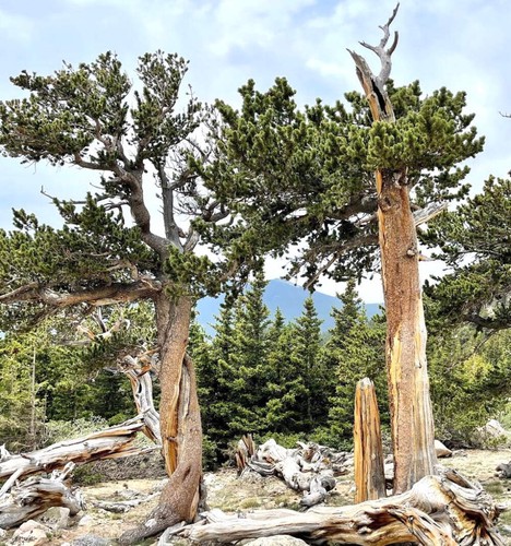 Pinus aristata 20cm - pinus, 10-20cm