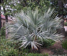 PALMIER BRAHEA ARMATA