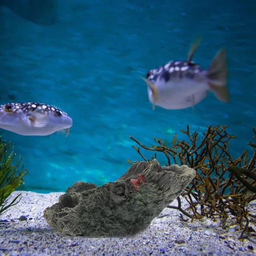 Décoration aquarium ornements - décoration,