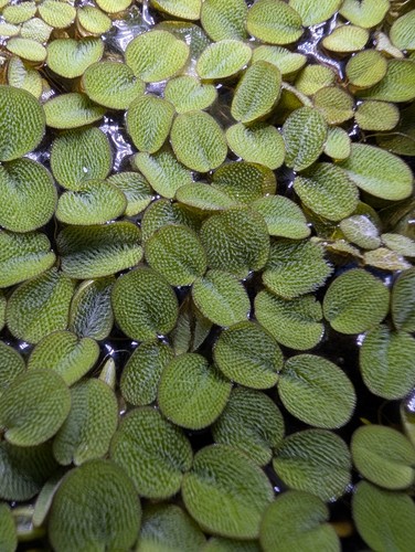 Salvinia minima vert plante - salvinia,