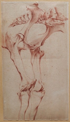 Dessin ancien cheval - dessin, anatomie