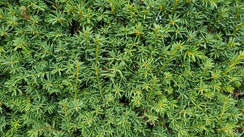 Taxus baccata commun - if, /