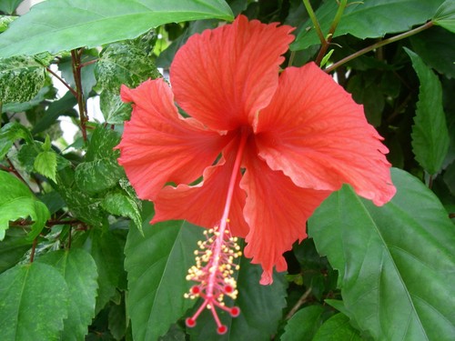 Hibiscus rouge tropique - rouge,