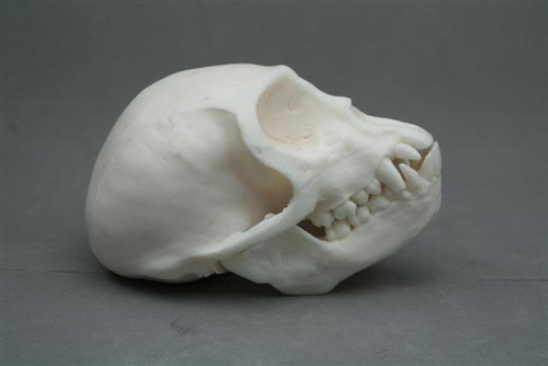 Taxidermie.Reconstitution