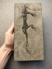 Reptile marin- Grand squelette