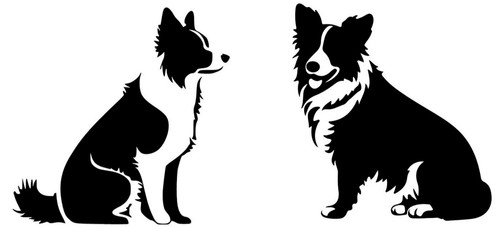 Border collie two black - border,