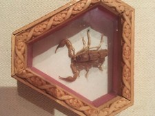 INSECT SHOWCASE SCORPION UNDER GLASS FRAME wood Africa