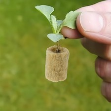 Laine de roche cylindrique pour culture sans sol 50 ou 100 pièces