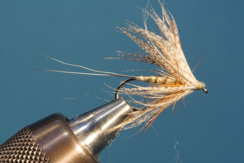 Fliegentom mouche sèche - , 3